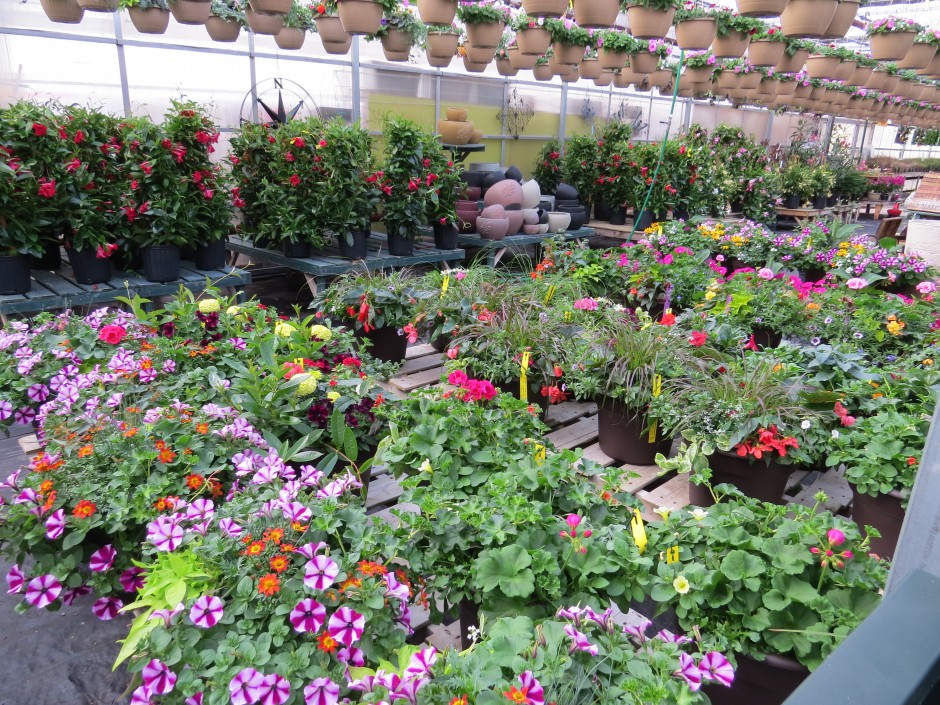 to Alton Greenhouse & Garden Centre Alton Greenhouses